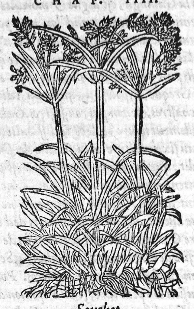 An illustration from Les six livres de Pedacion Dioscoride d’Anazarbe, de la matiere medicale, translatez de Latin en François. A chacun Chapitre sont adjoustees certaines annotations fort doctes, et recueillies des plus excellens Medecins, anciens et modernes, Avec Privilege pour cinq ans,, 1559, leaf 21