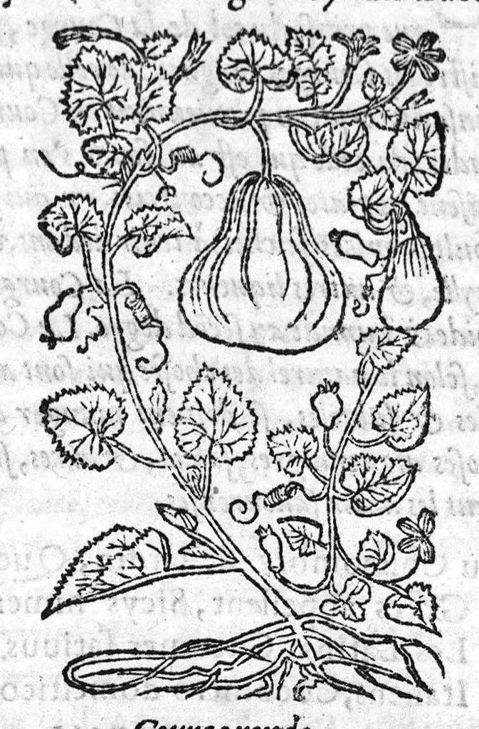 An illustration from Les six livres de Pedacion Dioscoride d’Anazarbe, de la matiere medicale, translatez de Latin en François. A chacun Chapitre sont adjoustees certaines annotations fort doctes, et recueillies des plus excellens Medecins, anciens et modernes, Avec Privilege pour cinq ans,, 1559, leaf 212
