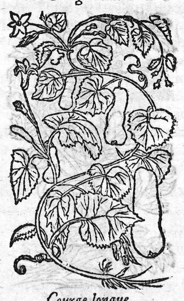 An illustration from Les six livres de Pedacion Dioscoride d’Anazarbe, de la matiere medicale, translatez de Latin en François. A chacun Chapitre sont adjoustees certaines annotations fort doctes, et recueillies des plus excellens Medecins, anciens et modernes, Avec Privilege pour cinq ans,, 1559, leaf 212