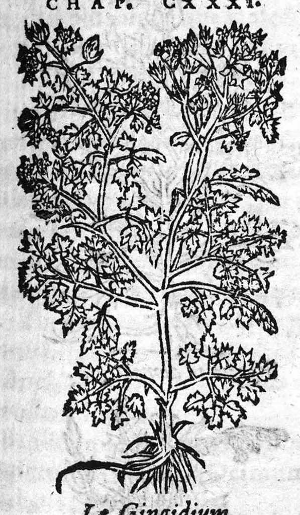 An illustration from Les six livres de Pedacion Dioscoride d’Anazarbe, de la matiere medicale, translatez de Latin en François. A chacun Chapitre sont adjoustees certaines annotations fort doctes, et recueillies des plus excellens Medecins, anciens et modernes, Avec Privilege pour cinq ans,, 1559, leaf 216
