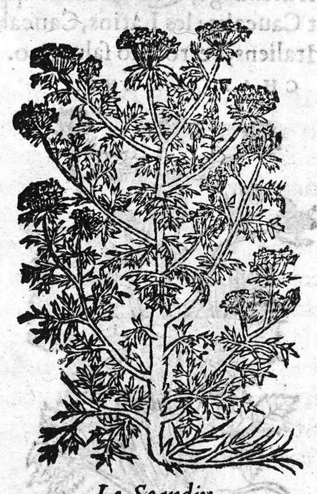 An illustration from Les six livres de Pedacion Dioscoride d’Anazarbe, de la matiere medicale, translatez de Latin en François. A chacun Chapitre sont adjoustees certaines annotations fort doctes, et recueillies des plus excellens Medecins, anciens et modernes, Avec Privilege pour cinq ans,, 1559, leaf 216