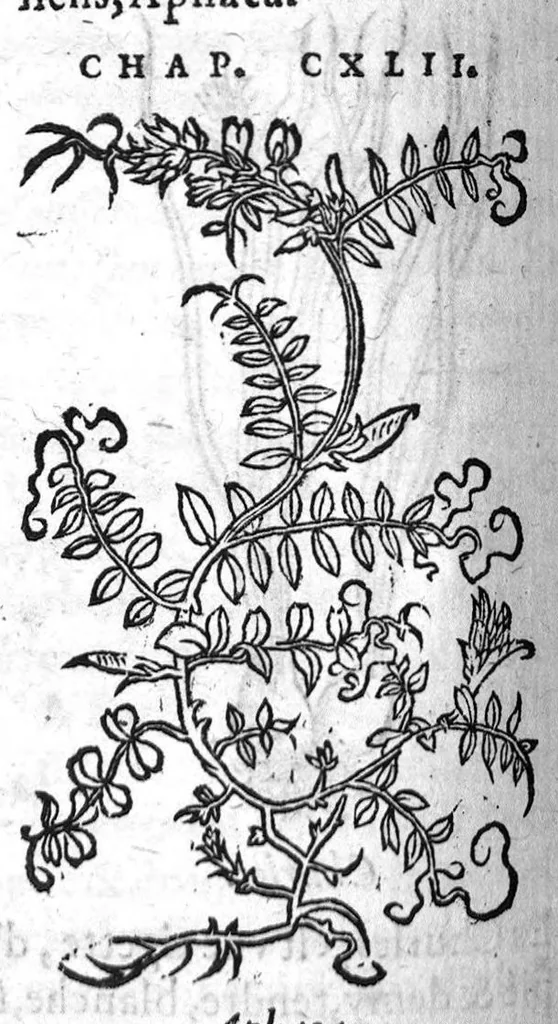 An illustration from Les six livres de Pedacion Dioscoride d’Anazarbe, de la matiere medicale, translatez de Latin en François. A chacun Chapitre sont adjoustees certaines annotations fort doctes, et recueillies des plus excellens Medecins, anciens et modernes, Avec Privilege pour cinq ans,, 1559, leaf 221