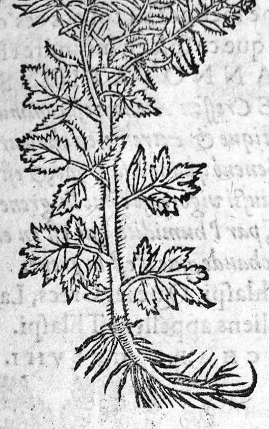 An illustration from Les six livres de Pedacion Dioscoride d’Anazarbe, de la matiere medicale, translatez de Latin en François. A chacun Chapitre sont adjoustees certaines annotations fort doctes, et recueillies des plus excellens Medecins, anciens et modernes, Avec Privilege pour cinq ans,, 1559, leaf 226