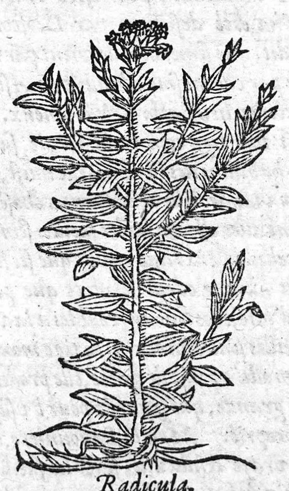 An illustration from Les six livres de Pedacion Dioscoride d’Anazarbe, de la matiere medicale, translatez de Latin en François. A chacun Chapitre sont adjoustees certaines annotations fort doctes, et recueillies des plus excellens Medecins, anciens et modernes, Avec Privilege pour cinq ans,, 1559, leaf 232