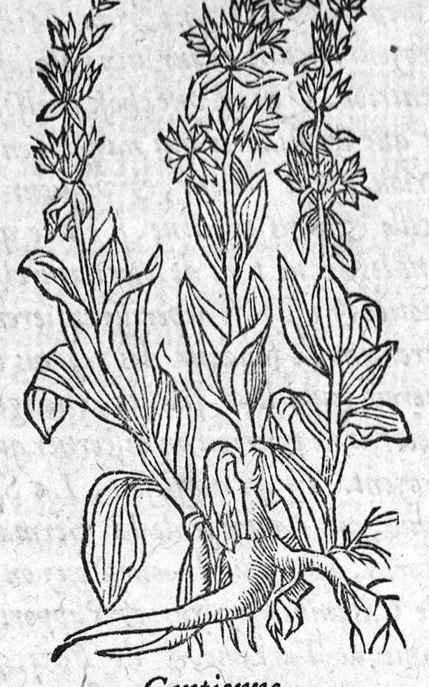 An illustration from Les six livres de Pedacion Dioscoride d’Anazarbe, de la matiere medicale, translatez de Latin en François. A chacun Chapitre sont adjoustees certaines annotations fort doctes, et recueillies des plus excellens Medecins, anciens et modernes, Avec Privilege pour cinq ans,, 1559, leaf 255