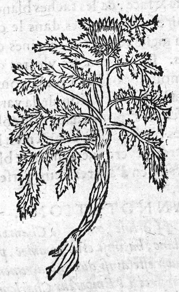 An illustration from Les six livres de Pedacion Dioscoride d’Anazarbe, de la matiere medicale, translatez de Latin en François. A chacun Chapitre sont adjoustees certaines annotations fort doctes, et recueillies des plus excellens Medecins, anciens et modernes, Avec Privilege pour cinq ans,, 1559, leaf 260