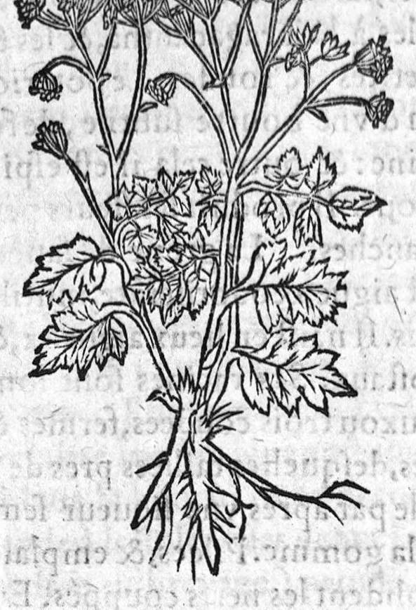 An illustration from Les six livres de Pedacion Dioscoride d’Anazarbe, de la matiere medicale, translatez de Latin en François. A chacun Chapitre sont adjoustees certaines annotations fort doctes, et recueillies des plus excellens Medecins, anciens et modernes, Avec Privilege pour cinq ans,, 1559, leaf 265