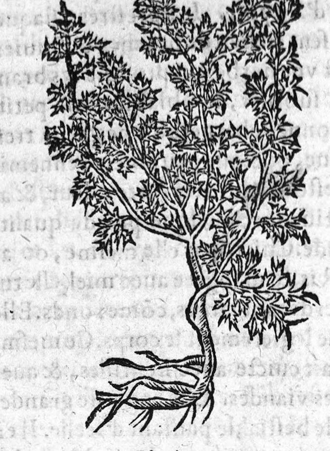 An illustration from Les six livres de Pedacion Dioscoride d’Anazarbe, de la matiere medicale, translatez de Latin en François. A chacun Chapitre sont adjoustees certaines annotations fort doctes, et recueillies des plus excellens Medecins, anciens et modernes, Avec Privilege pour cinq ans,, 1559, leaf 271