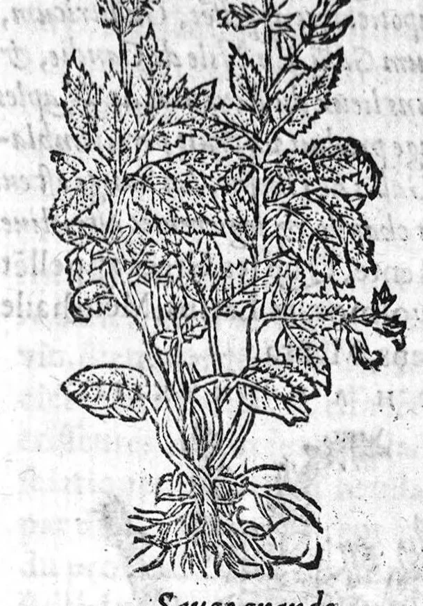 An illustration from Les six livres de Pedacion Dioscoride d’Anazarbe, de la matiere medicale, translatez de Latin en François. A chacun Chapitre sont adjoustees certaines annotations fort doctes, et recueillies des plus excellens Medecins, anciens et modernes, Avec Privilege pour cinq ans,, 1559, leaf 276