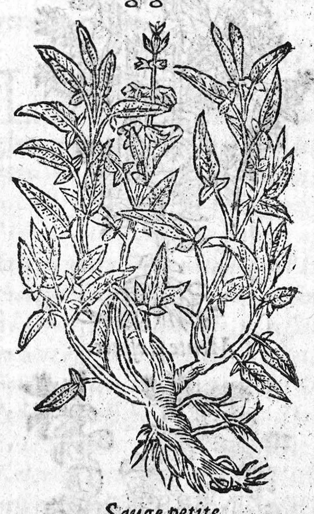 An illustration from Les six livres de Pedacion Dioscoride d’Anazarbe, de la matiere medicale, translatez de Latin en François. A chacun Chapitre sont adjoustees certaines annotations fort doctes, et recueillies des plus excellens Medecins, anciens et modernes, Avec Privilege pour cinq ans,, 1559, leaf 276