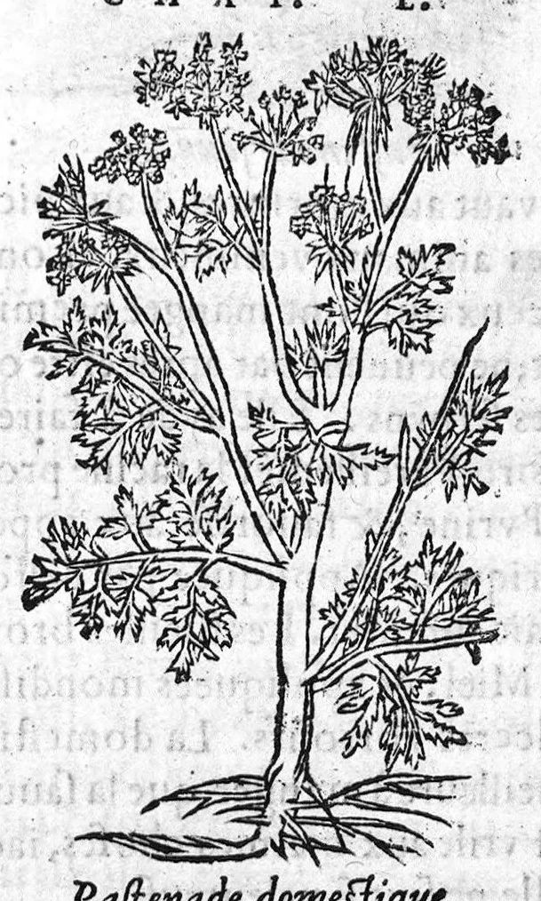 An illustration from Les six livres de Pedacion Dioscoride d’Anazarbe, de la matiere medicale, translatez de Latin en François. A chacun Chapitre sont adjoustees certaines annotations fort doctes, et recueillies des plus excellens Medecins, anciens et modernes, Avec Privilege pour cinq ans,, 1559, leaf 288