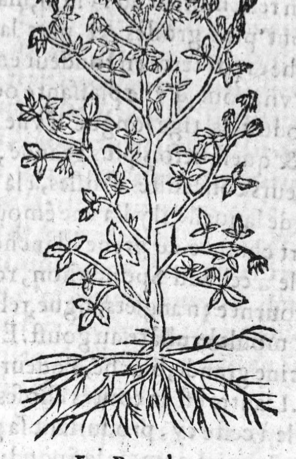 An illustration from Les six livres de Pedacion Dioscoride d’Anazarbe, de la matiere medicale, translatez de Latin en François. A chacun Chapitre sont adjoustees certaines annotations fort doctes, et recueillies des plus excellens Medecins, anciens et modernes, Avec Privilege pour cinq ans,, 1559, leaf 300