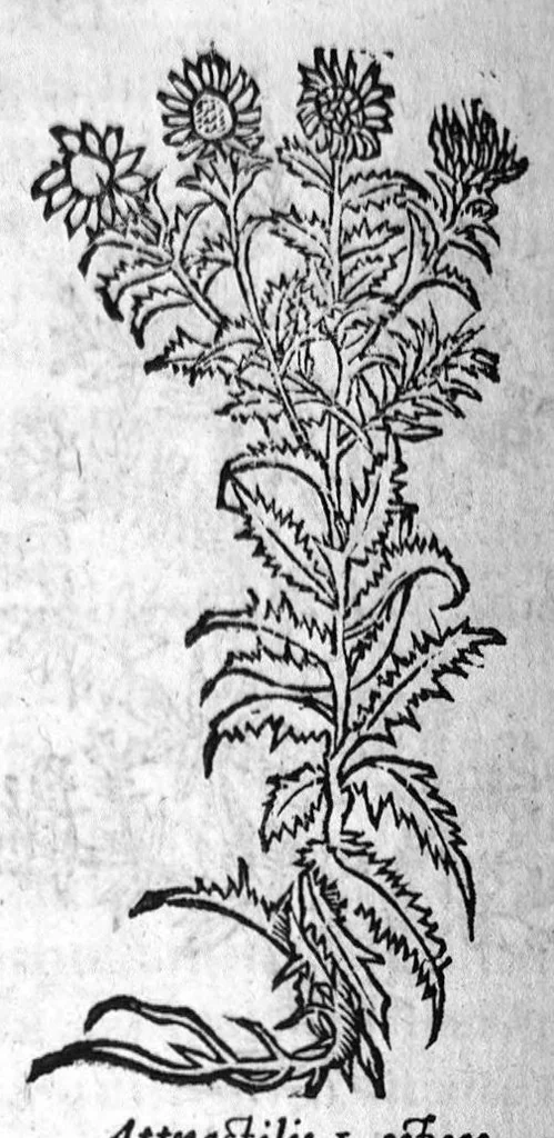 An illustration from Les six livres de Pedacion Dioscoride d’Anazarbe, de la matiere medicale, translatez de Latin en François. A chacun Chapitre sont adjoustees certaines annotations fort doctes, et recueillies des plus excellens Medecins, anciens et modernes, Avec Privilege pour cinq ans,, 1559, leaf 313