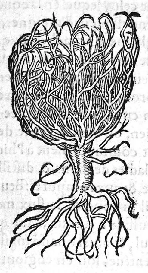 An illustration from Les six livres de Pedacion Dioscoride d’Anazarbe, de la matiere medicale, translatez de Latin en François. A chacun Chapitre sont adjoustees certaines annotations fort doctes, et recueillies des plus excellens Medecins, anciens et modernes, Avec Privilege pour cinq ans,, 1559, leaf 32