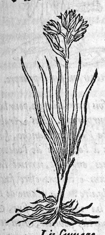 An illustration from Les six livres de Pedacion Dioscoride d’Anazarbe, de la matiere medicale, translatez de Latin en François. A chacun Chapitre sont adjoustees certaines annotations fort doctes, et recueillies des plus excellens Medecins, anciens et modernes, Avec Privilege pour cinq ans,, 1559, leaf 330