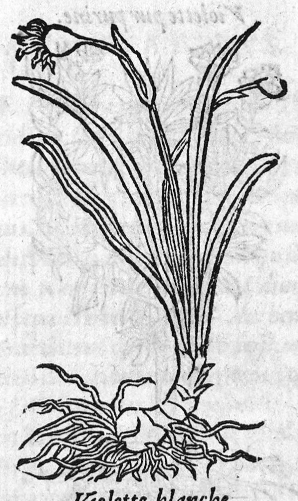 An illustration from Les six livres de Pedacion Dioscoride d’Anazarbe, de la matiere medicale, translatez de Latin en François. A chacun Chapitre sont adjoustees certaines annotations fort doctes, et recueillies des plus excellens Medecins, anciens et modernes, Avec Privilege pour cinq ans,, 1559, leaf 330