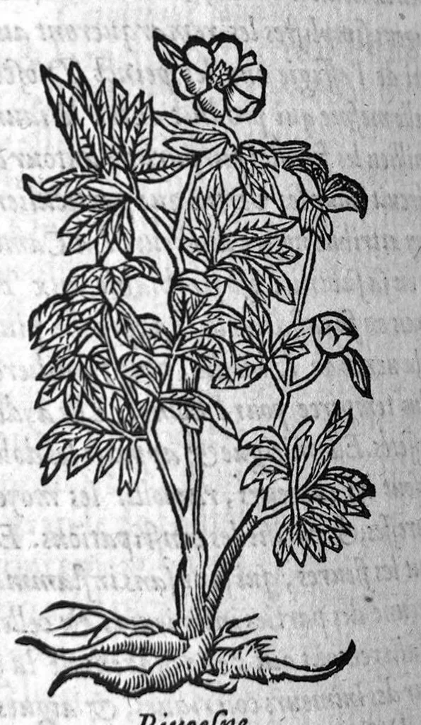 An illustration from Les six livres de Pedacion Dioscoride d’Anazarbe, de la matiere medicale, translatez de Latin en François. A chacun Chapitre sont adjoustees certaines annotations fort doctes, et recueillies des plus excellens Medecins, anciens et modernes, Avec Privilege pour cinq ans,, 1559, leaf 341