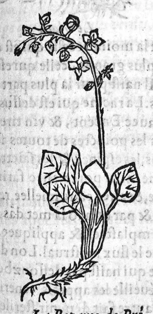 An illustration from Les six livres de Pedacion Dioscoride d’Anazarbe, de la matiere medicale, translatez de Latin en François. A chacun Chapitre sont adjoustees certaines annotations fort doctes, et recueillies des plus excellens Medecins, anciens et modernes, Avec Privilege pour cinq ans,, 1559, leaf 362