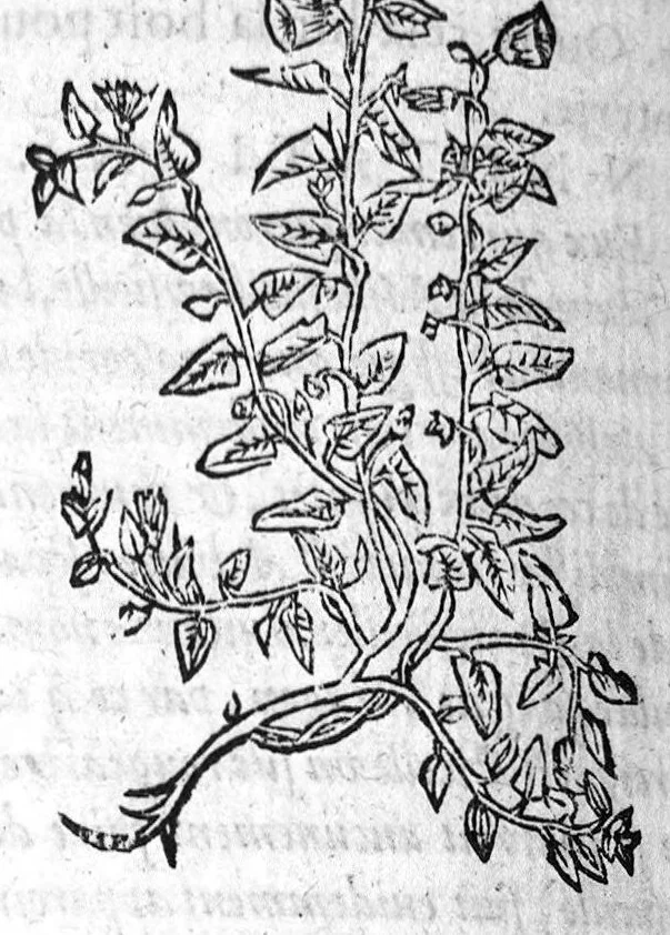 An illustration from Les six livres de Pedacion Dioscoride d’Anazarbe, de la matiere medicale, translatez de Latin en François. A chacun Chapitre sont adjoustees certaines annotations fort doctes, et recueillies des plus excellens Medecins, anciens et modernes, Avec Privilege pour cinq ans,, 1559, leaf 371