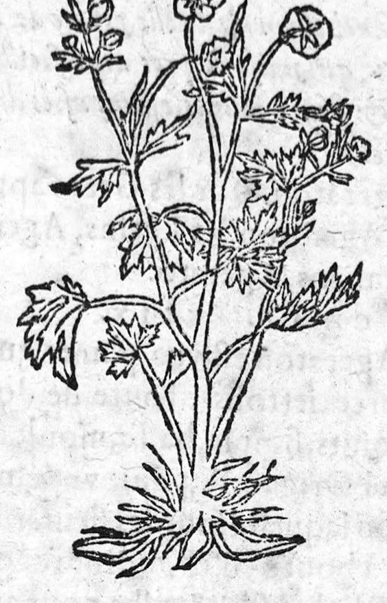 An illustration from Les six livres de Pedacion Dioscoride d’Anazarbe, de la matiere medicale, translatez de Latin en François. A chacun Chapitre sont adjoustees certaines annotations fort doctes, et recueillies des plus excellens Medecins, anciens et modernes, Avec Privilege pour cinq ans,, 1559, leaf 380