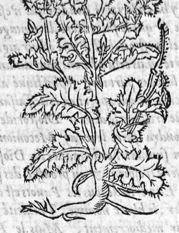 An illustration from Les six livres de Pedacion Dioscoride d’Anazarbe, de la matiere medicale, translatez de Latin en François. A chacun Chapitre sont adjoustees certaines annotations fort doctes, et recueillies des plus excellens Medecins, anciens et modernes, Avec Privilege pour cinq ans,, 1559, leaf 387