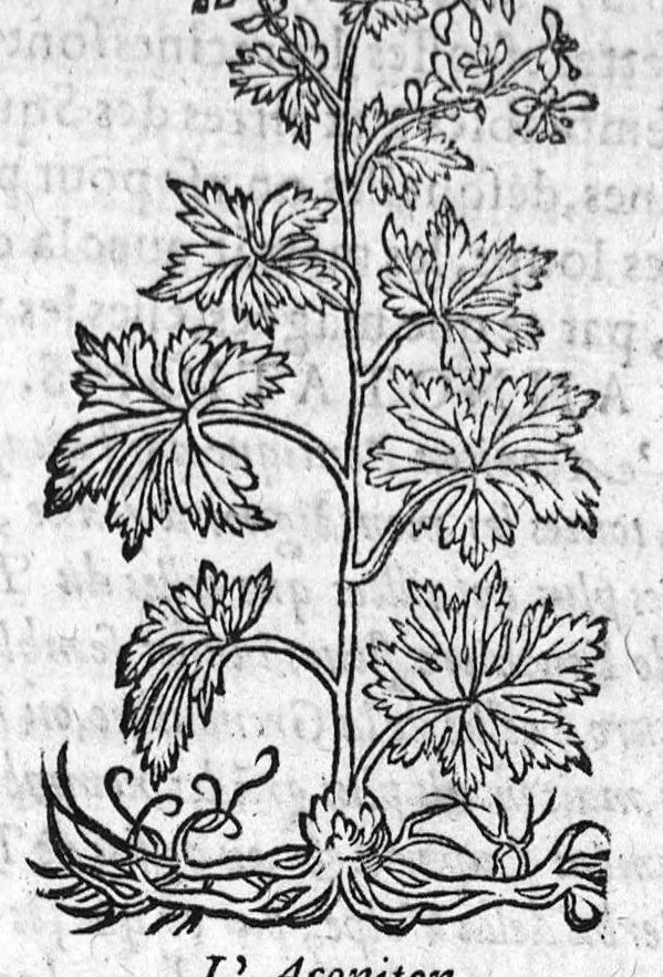 An illustration from Les six livres de Pedacion Dioscoride d’Anazarbe, de la matiere medicale, translatez de Latin en François. A chacun Chapitre sont adjoustees certaines annotations fort doctes, et recueillies des plus excellens Medecins, anciens et modernes, Avec Privilege pour cinq ans,, 1559, leaf 394