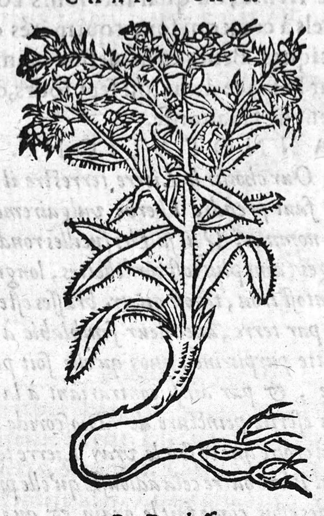 An illustration from Les six livres de Pedacion Dioscoride d’Anazarbe, de la matiere medicale, translatez de Latin en François. A chacun Chapitre sont adjoustees certaines annotations fort doctes, et recueillies des plus excellens Medecins, anciens et modernes, Avec Privilege pour cinq ans,, 1559, leaf 419
