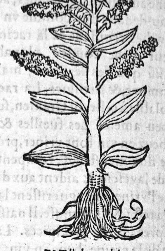 An illustration from Les six livres de Pedacion Dioscoride d’Anazarbe, de la matiere medicale, translatez de Latin en François. A chacun Chapitre sont adjoustees certaines annotations fort doctes, et recueillies des plus excellens Medecins, anciens et modernes, Avec Privilege pour cinq ans,, 1559, leaf 427
