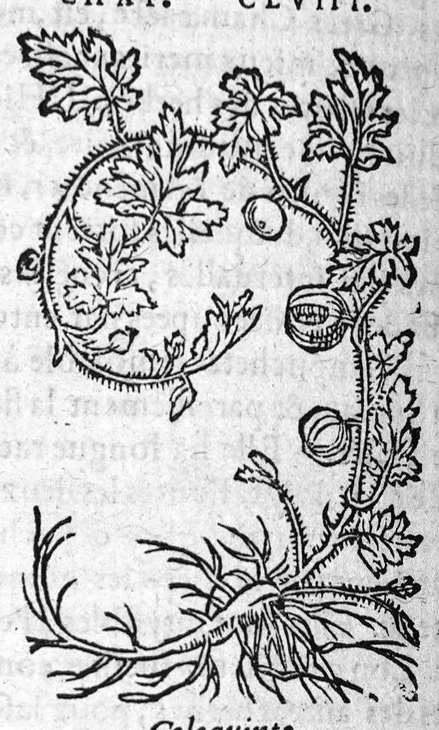 An illustration from Les six livres de Pedacion Dioscoride d’Anazarbe, de la matiere medicale, translatez de Latin en François. A chacun Chapitre sont adjoustees certaines annotations fort doctes, et recueillies des plus excellens Medecins, anciens et modernes, Avec Privilege pour cinq ans,, 1559, leaf 447