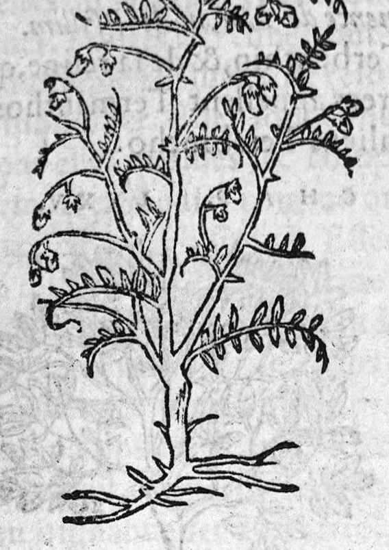 An illustration from Les six livres de Pedacion Dioscoride d’Anazarbe, de la matiere medicale, translatez de Latin en François. A chacun Chapitre sont adjoustees certaines annotations fort doctes, et recueillies des plus excellens Medecins, anciens et modernes, Avec Privilege pour cinq ans,, 1559, leaf 70