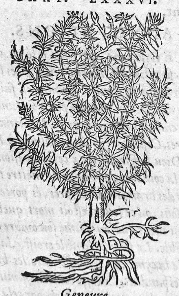 An illustration from Les six livres de Pedacion Dioscoride d’Anazarbe, de la matiere medicale, translatez de Latin en François. A chacun Chapitre sont adjoustees certaines annotations fort doctes, et recueillies des plus excellens Medecins, anciens et modernes, Avec Privilege pour cinq ans,, 1559, leaf 79