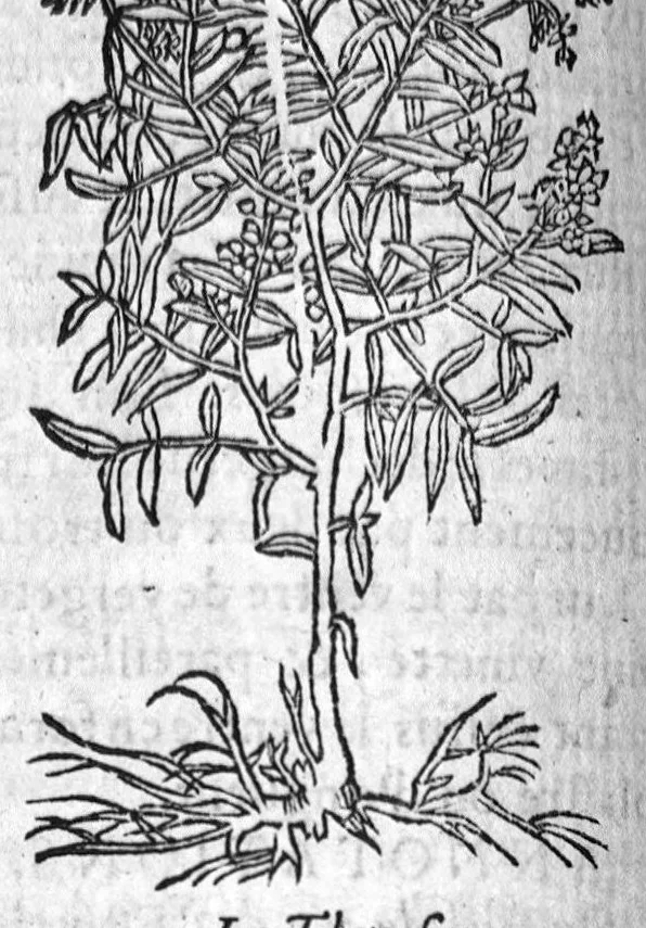 An illustration from Les six livres de Pedacion Dioscoride d’Anazarbe, de la matiere medicale, translatez de Latin en François. A chacun Chapitre sont adjoustees certaines annotations fort doctes, et recueillies des plus excellens Medecins, anciens et modernes, Avec Privilege pour cinq ans,, 1559, leaf 91