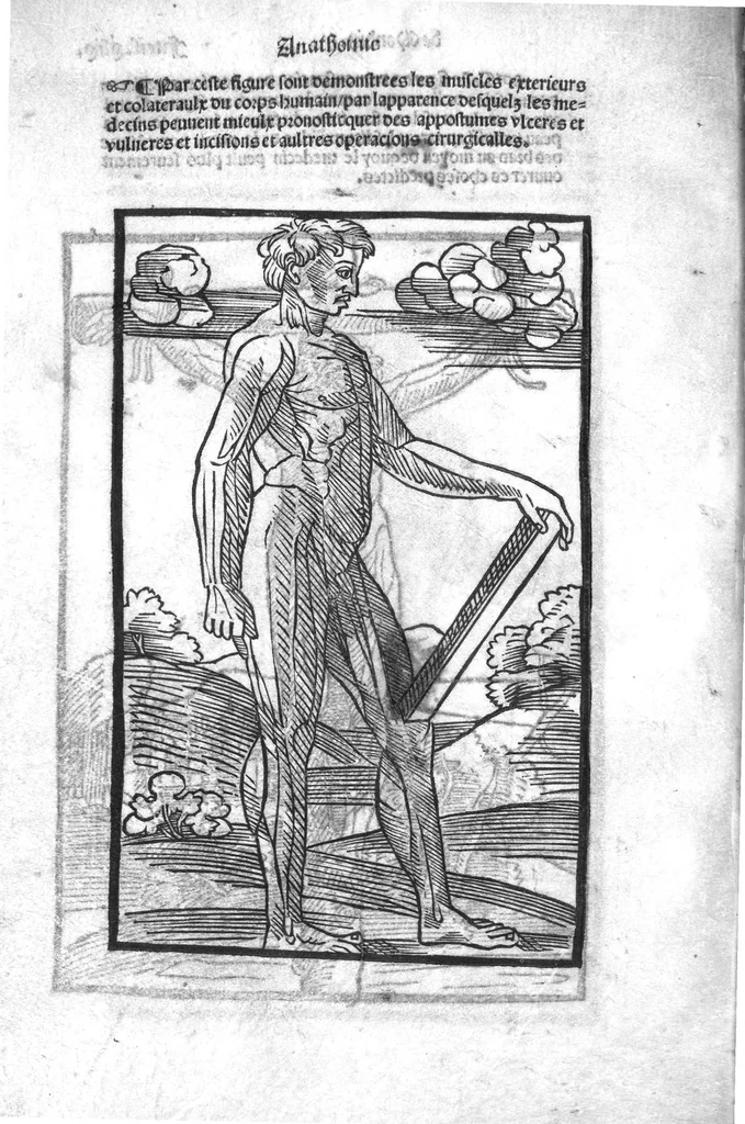 An illustration from Cy est Lanathomie de maistre Mundin boullonnoys, naguere traduicte de langue latine en vulgaire ou francoyse. Ou sont plusieurs figures et apostilles : moult requise et necessaire pour la congnoissance et notice dicelle/ Reveue et recongneue en plusieurs lieus par ledit translateur. Nouvellement imprimée, 1532, leaf 103