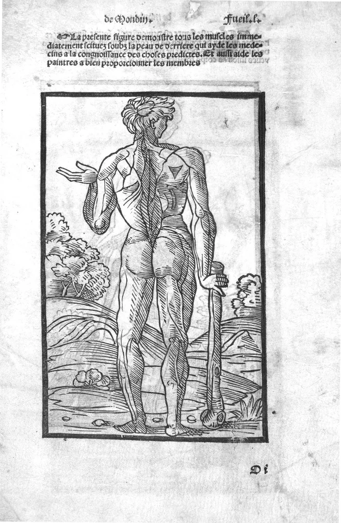 An illustration from Cy est Lanathomie de maistre Mundin boullonnoys, naguere traduicte de langue latine en vulgaire ou francoyse. Ou sont plusieurs figures et apostilles : moult requise et necessaire pour la congnoissance et notice dicelle/ Reveue et recongneue en plusieurs lieus par ledit translateur. Nouvellement imprimée, 1532, leaf 106