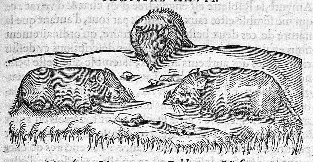An illustration from Deux livres des venins, ausquels il est amplement discouru des bestes venimeuses, theriaques, poisons et contrepoisons, par Jaques Grevin de Clermont en Beauvaisis, Medecin à Paris. Ensemble, les œuvres de Nicandre, Medecin et Poëte Grec, traduictes en vers François, 1568, leaf 146