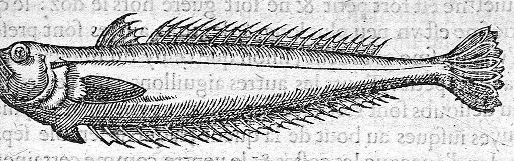 An illustration from Deux livres des venins, ausquels il est amplement discouru des bestes venimeuses, theriaques, poisons et contrepoisons, par Jaques Grevin de Clermont en Beauvaisis, Medecin à Paris. Ensemble, les œuvres de Nicandre, Medecin et Poëte Grec, traduictes en vers François, 1568, leaf 162