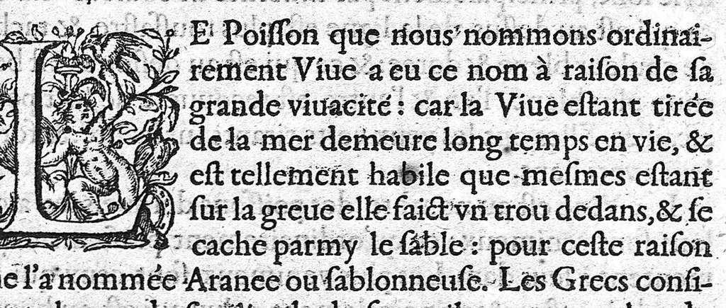 An illustration from Deux livres des venins, ausquels il est amplement discouru des bestes venimeuses, theriaques, poisons et contrepoisons, par Jaques Grevin de Clermont en Beauvaisis, Medecin à Paris. Ensemble, les œuvres de Nicandre, Medecin et Poëte Grec, traduictes en vers François, 1568, leaf 162