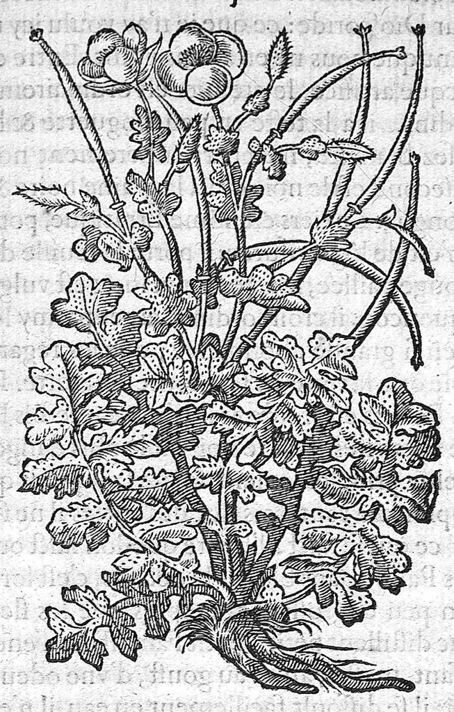 An illustration from Deux livres des venins, ausquels il est amplement discouru des bestes venimeuses, theriaques, poisons et contrepoisons, par Jaques Grevin de Clermont en Beauvaisis, Medecin à Paris. Ensemble, les œuvres de Nicandre, Medecin et Poëte Grec, traduictes en vers François, 1568, leaf 258