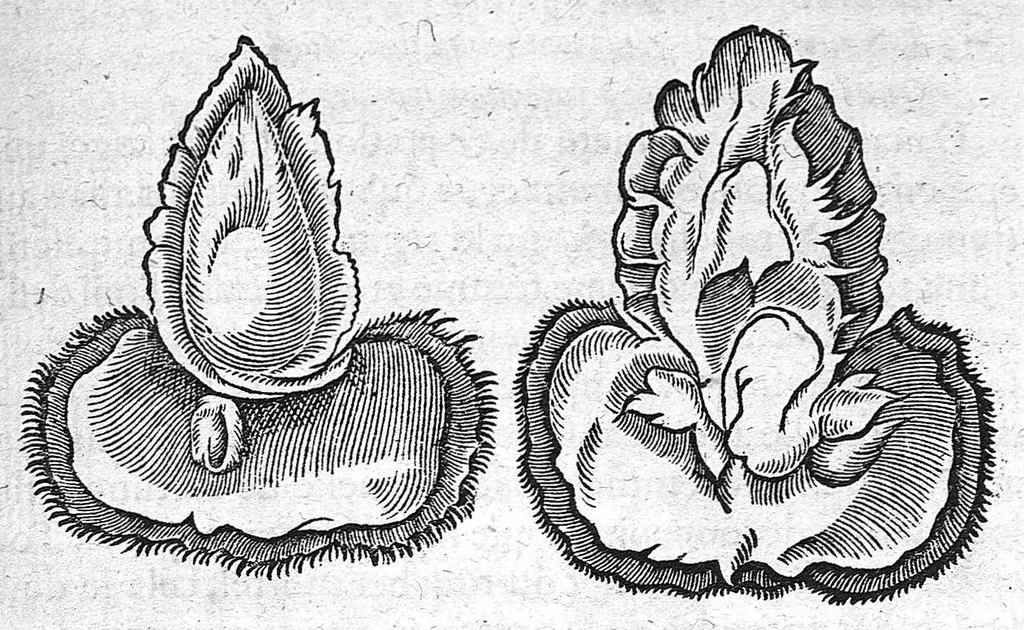 An illustration from Deux livres des venins, ausquels il est amplement discouru des bestes venimeuses, theriaques, poisons et contrepoisons, par Jaques Grevin de Clermont en Beauvaisis, Medecin à Paris. Ensemble, les œuvres de Nicandre, Medecin et Poëte Grec, traduictes en vers François, 1568, leaf 264