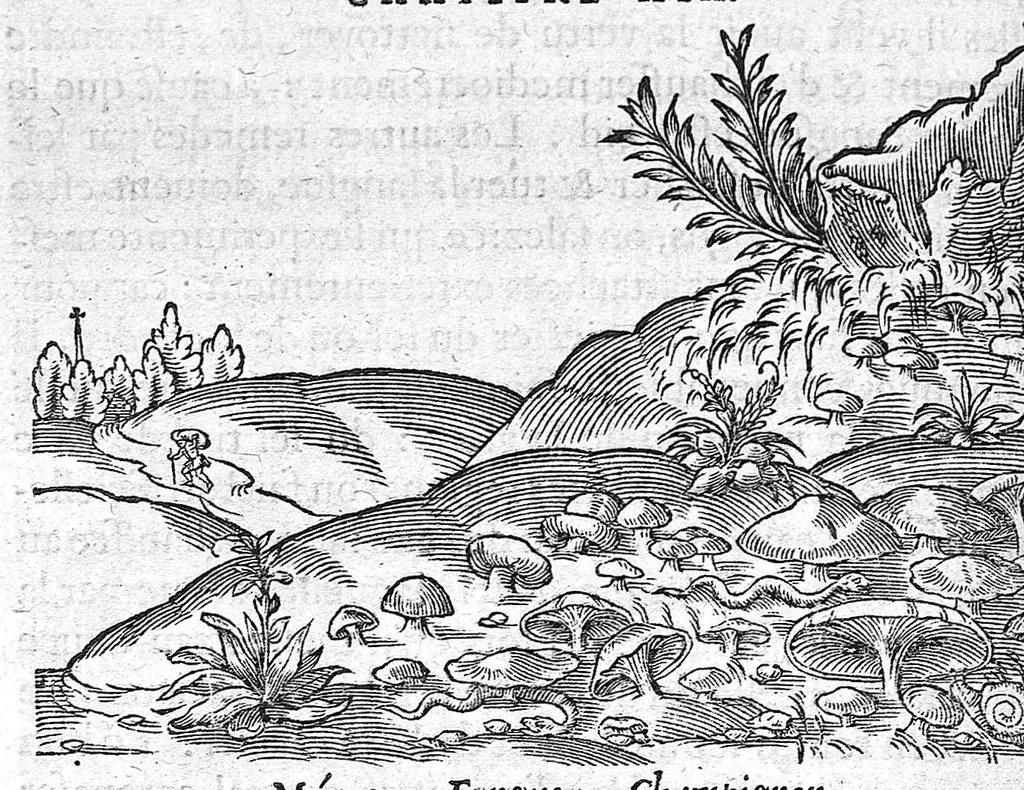 An illustration from Deux livres des venins, ausquels il est amplement discouru des bestes venimeuses, theriaques, poisons et contrepoisons, par Jaques Grevin de Clermont en Beauvaisis, Medecin à Paris. Ensemble, les œuvres de Nicandre, Medecin et Poëte Grec, traduictes en vers François, 1568, leaf 273