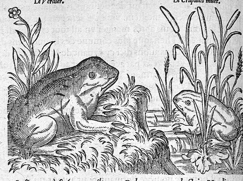 An illustration from Deux livres des venins, ausquels il est amplement discouru des bestes venimeuses, theriaques, poisons et contrepoisons, par Jaques Grevin de Clermont en Beauvaisis, Medecin à Paris. Ensemble, les œuvres de Nicandre, Medecin et Poëte Grec, traduictes en vers François, 1568, leaf 279