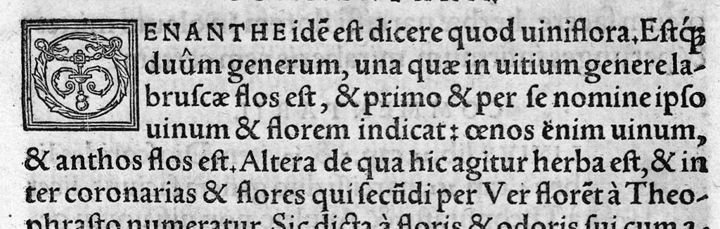 An illustration from In hoc opere contenta : Ant. Musae de Herba vetonica liber I, L. Apulei de Medicaminibus herbarum liber I, per Gabrielem Humelbergium,... recogniti et emendati... adjuncto commentariolo ejusdem, 1537, leaf 184