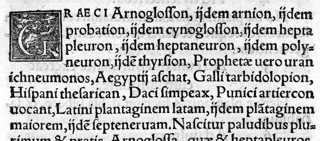 An illustration from In hoc opere contenta : Ant. Musae de Herba vetonica liber I, L. Apulei de Medicaminibus herbarum liber I, per Gabrielem Humelbergium,... recogniti et emendati... adjuncto commentariolo ejusdem, 1537, leaf 26