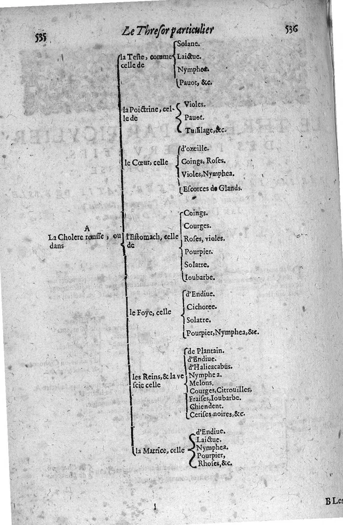 An illustration from Le grand thresor, ou dispensaire et antidotaire tant general que special ou particulier des remedes servans à la santé du corps humain : dressé en latin..., 1616, leaf 429