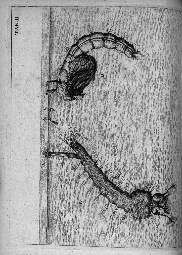 An illustration from Histoire générale des insectes. Où l'on expose clairement la manière lente & presqu'insensible de l'accroissement de leurs membres, & ou l'on découvre évidemment l'erreur où l'on tombe d'ordinaire au sujet de leur prétendue transformation. Par Jean Swammerdam Docteur en médecine. Avec des figures, 1682, leaf 110