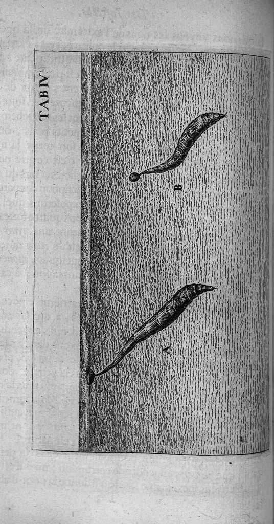 An illustration from Histoire générale des insectes. Où l'on expose clairement la manière lente & presqu'insensible de l'accroissement de leurs membres, & ou l'on découvre évidemment l'erreur où l'on tombe d'ordinaire au sujet de leur prétendue transformation. Par Jean Swammerdam Docteur en médecine. Avec des figures, 1682, leaf 162