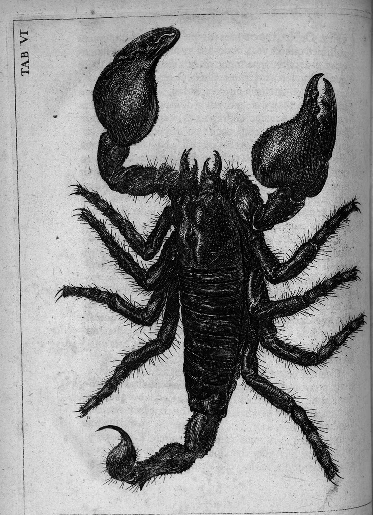 An illustration from Histoire générale des insectes. Où l'on expose clairement la manière lente & presqu'insensible de l'accroissement de leurs membres, & ou l'on découvre évidemment l'erreur où l'on tombe d'ordinaire au sujet de leur prétendue transformation. Par Jean Swammerdam Docteur en médecine. Avec des figures, 1682, leaf 170