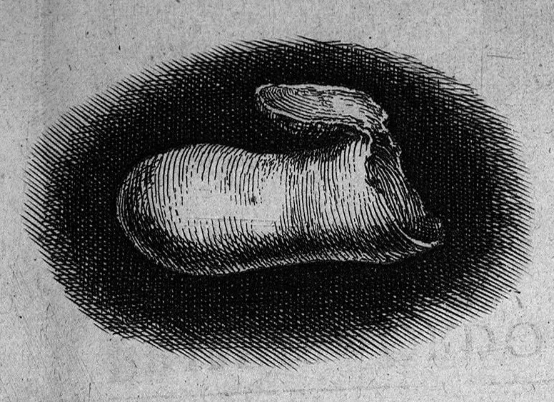 An illustration from Histoire générale des insectes. Où l'on expose clairement la manière lente & presqu'insensible de l'accroissement de leurs membres, & ou l'on découvre évidemment l'erreur où l'on tombe d'ordinaire au sujet de leur prétendue transformation. Par Jean Swammerdam Docteur en médecine. Avec des figures, 1682, leaf 190