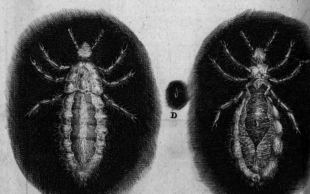 An illustration from Histoire générale des insectes. Où l'on expose clairement la manière lente & presqu'insensible de l'accroissement de leurs membres, & ou l'on découvre évidemment l'erreur où l'on tombe d'ordinaire au sujet de leur prétendue transformation. Par Jean Swammerdam Docteur en médecine. Avec des figures, 1682, leaf 190