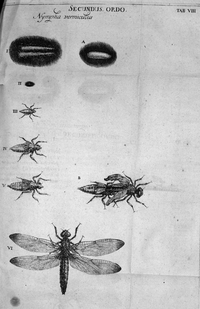 An illustration from Histoire générale des insectes. Où l'on expose clairement la manière lente & presqu'insensible de l'accroissement de leurs membres, & ou l'on découvre évidemment l'erreur où l'on tombe d'ordinaire au sujet de leur prétendue transformation. Par Jean Swammerdam Docteur en médecine. Avec des figures, 1682, leaf 195